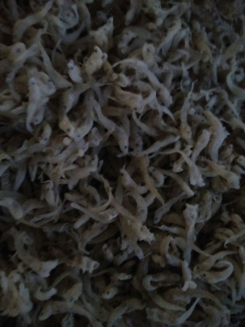 虾皮，饵料，凤尾鱼。