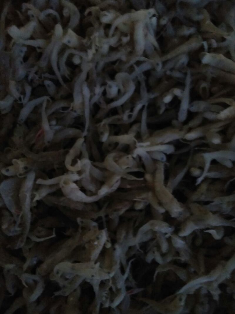 虾皮，饵料，凤尾鱼。