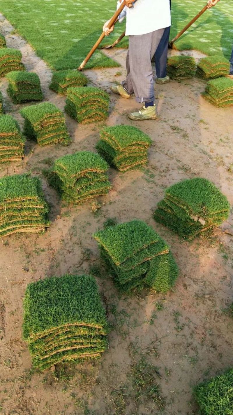 百慕大草坪基地直销量大从优