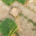 百慕大草坪基地直销量大从优