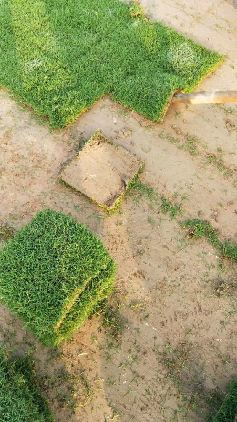 百慕大草坪基地直销量大从优
