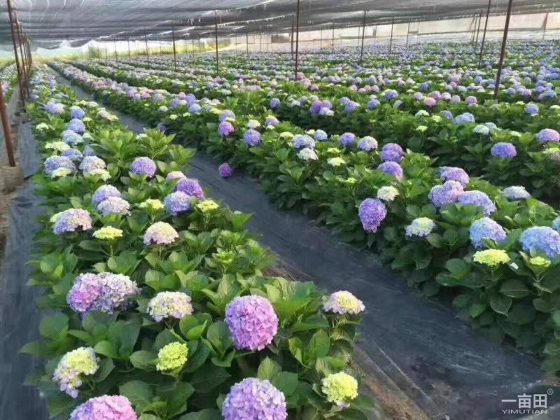 绣球花苗，品种齐全，苗子质量非常好，欢迎参观，欢迎选购