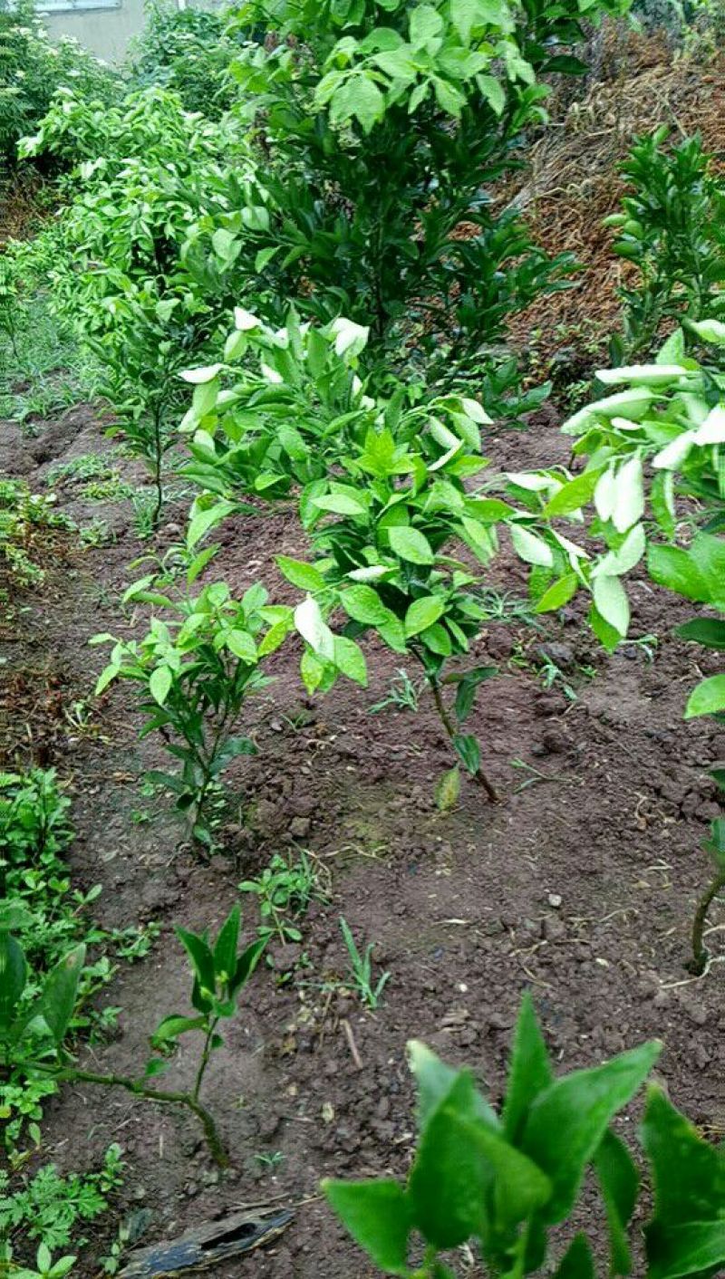 大量出售大雅，爱媛，沃柑，金秋成品苗