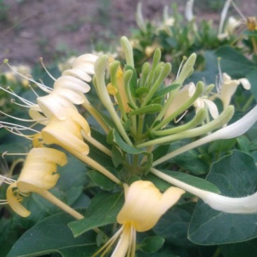 四季丰一号金银花