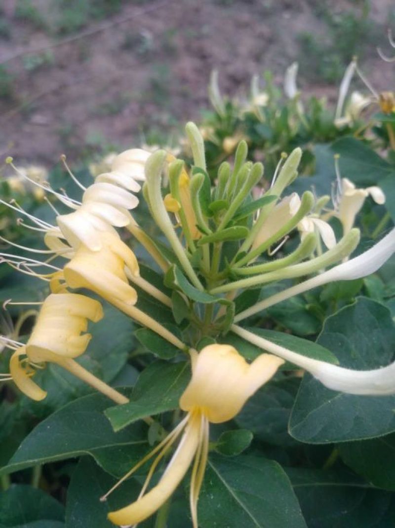 四季丰一号金银花