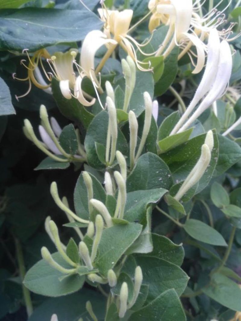 四季丰一号金银花