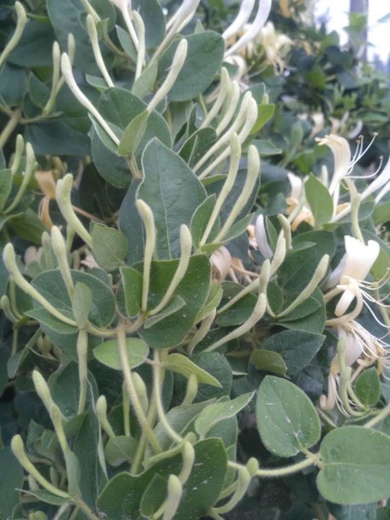 四季丰一号金银花