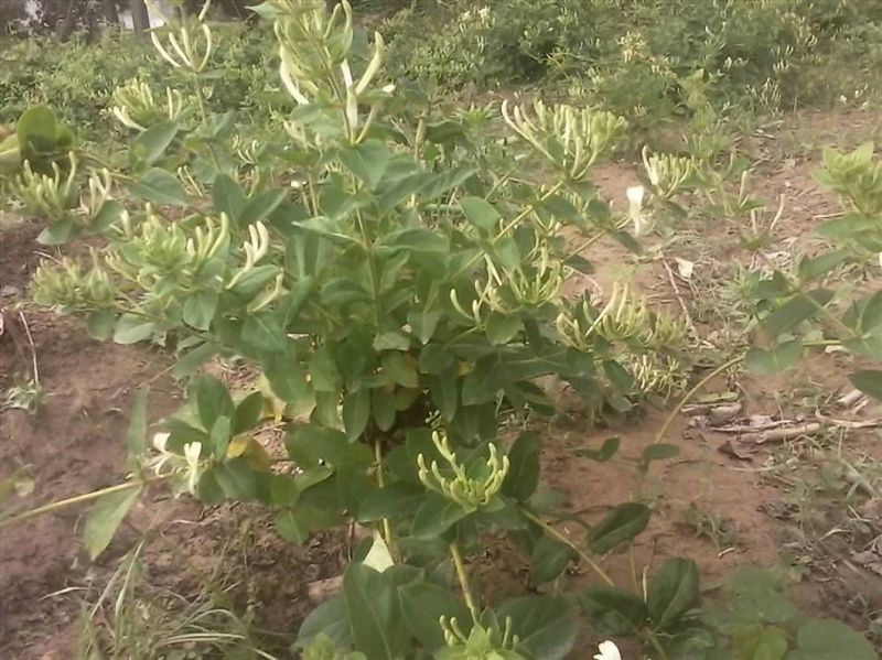 四季丰一号金银花
