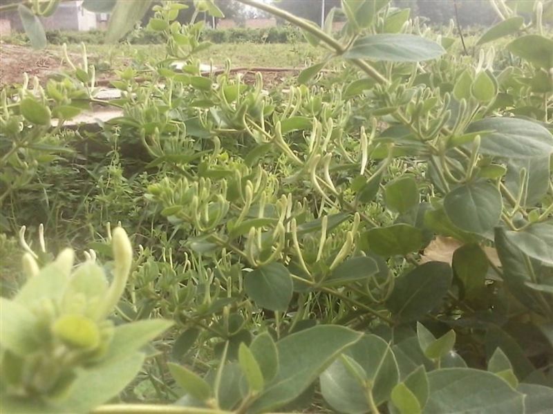 四季丰一号金银花