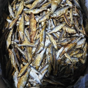 白条干小白条鱼干餐条