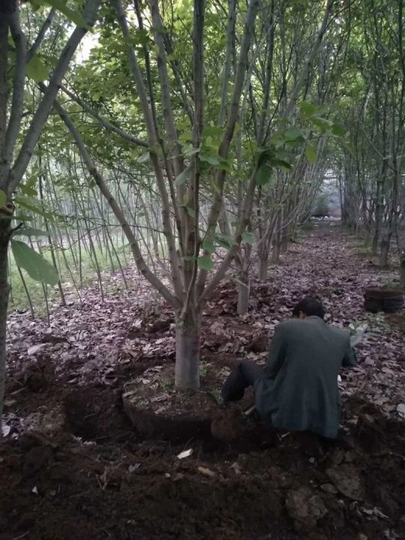 十公分红白黄紫玉兰，河南南陽玉兰之乡供应各种规格玉兰