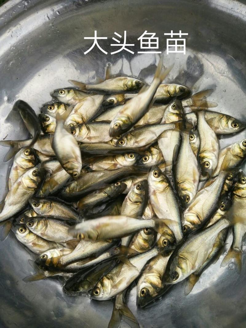 花鲢鱼苗(鳙鱼，胖头鱼)