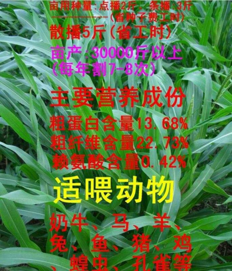 高产墨西哥玉米草优12