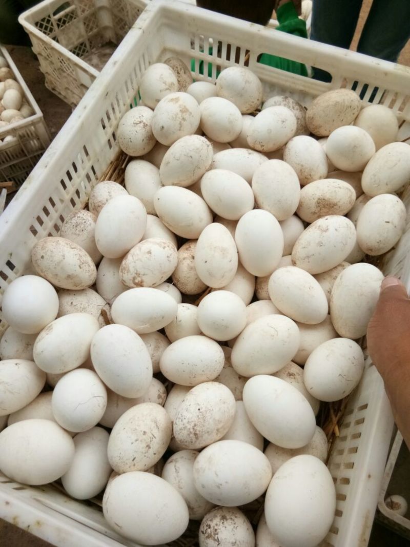 出售优质鲜鹅蛋