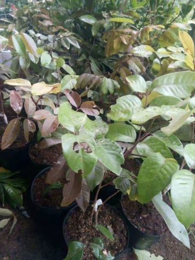 红皮龙眼苗果树苗，新品种