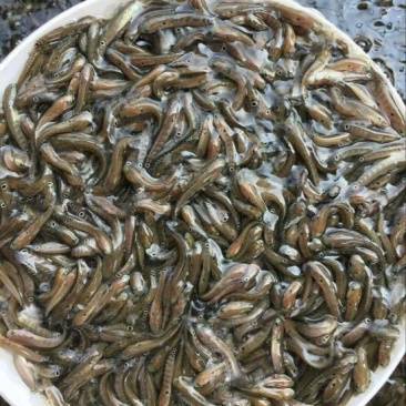 月鳢月鳢七星鱼