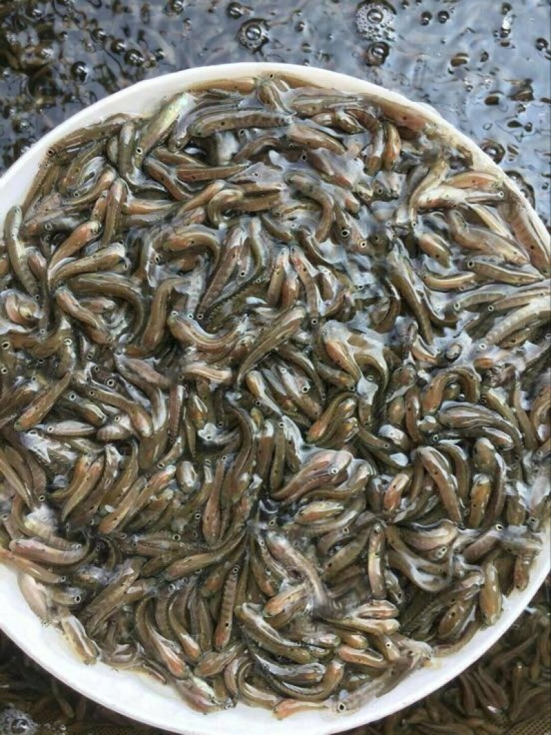 月鳢月鳢七星鱼