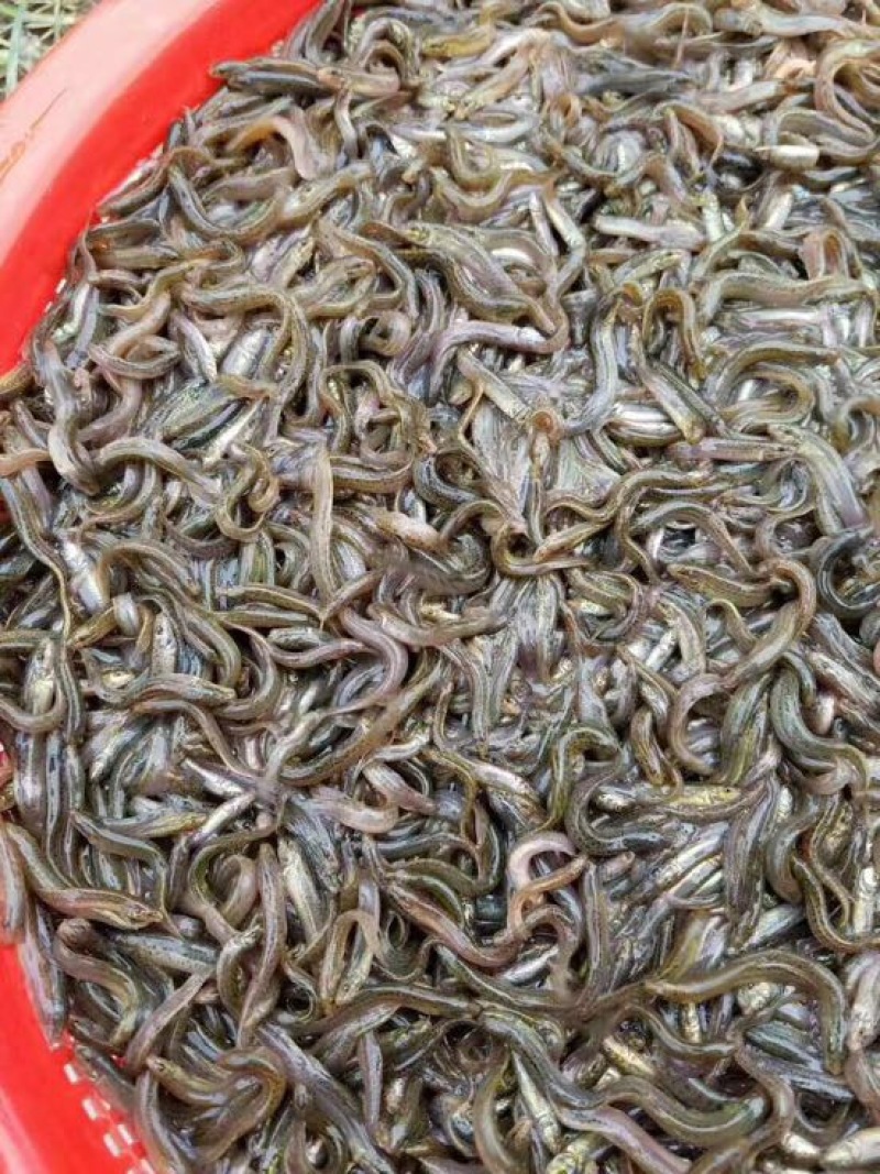 台湾泥鳅3~5cm人工养殖