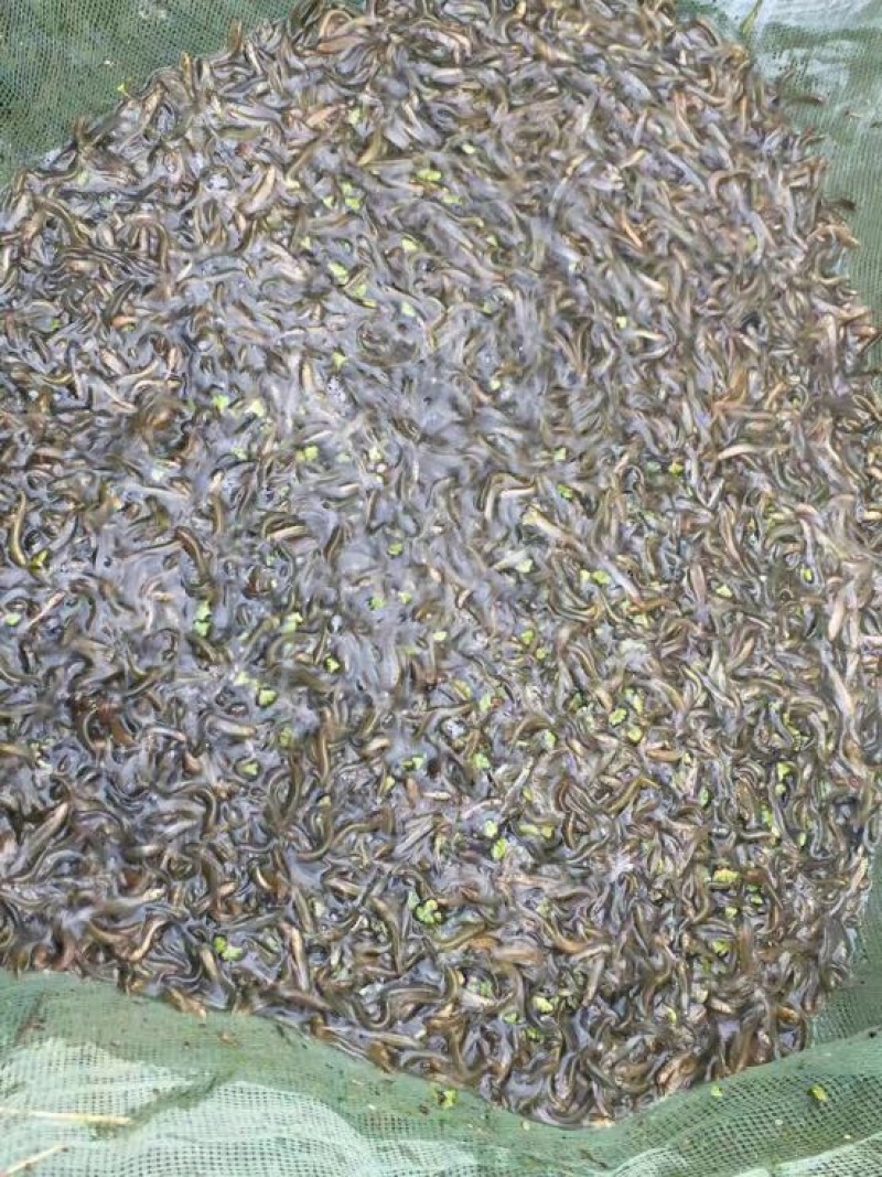 台湾泥鳅3~5cm人工养殖