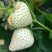 草莓苗白雪公主草莓苗，品种全7