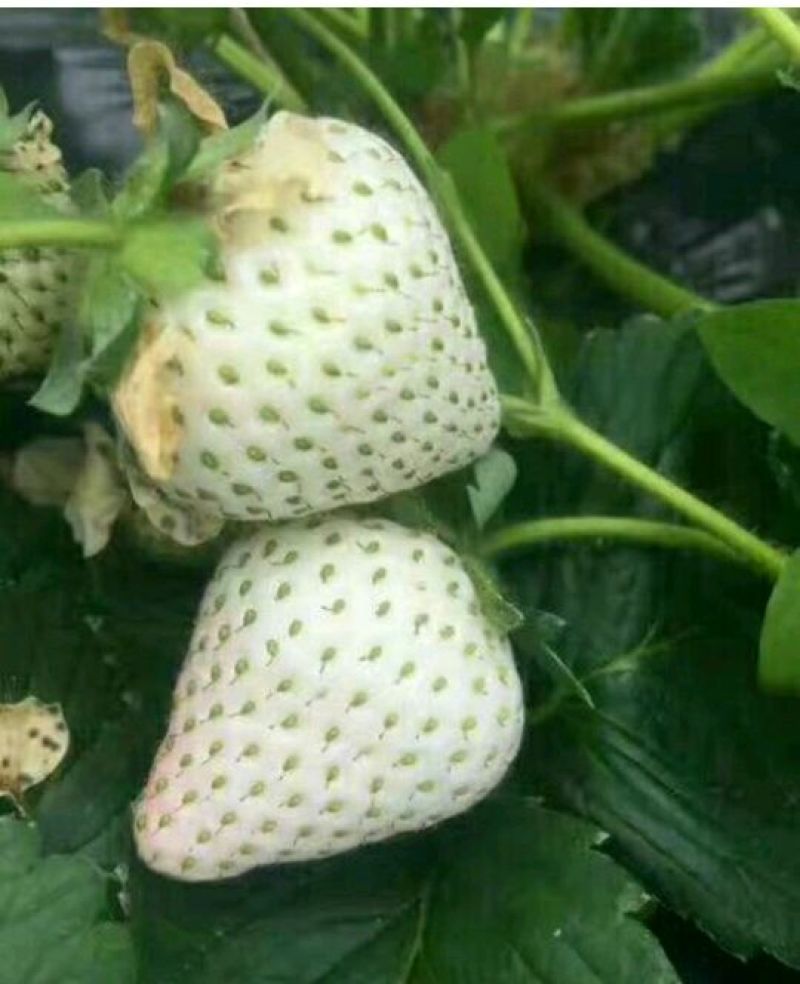 草莓苗白雪公主草莓苗，品种全7