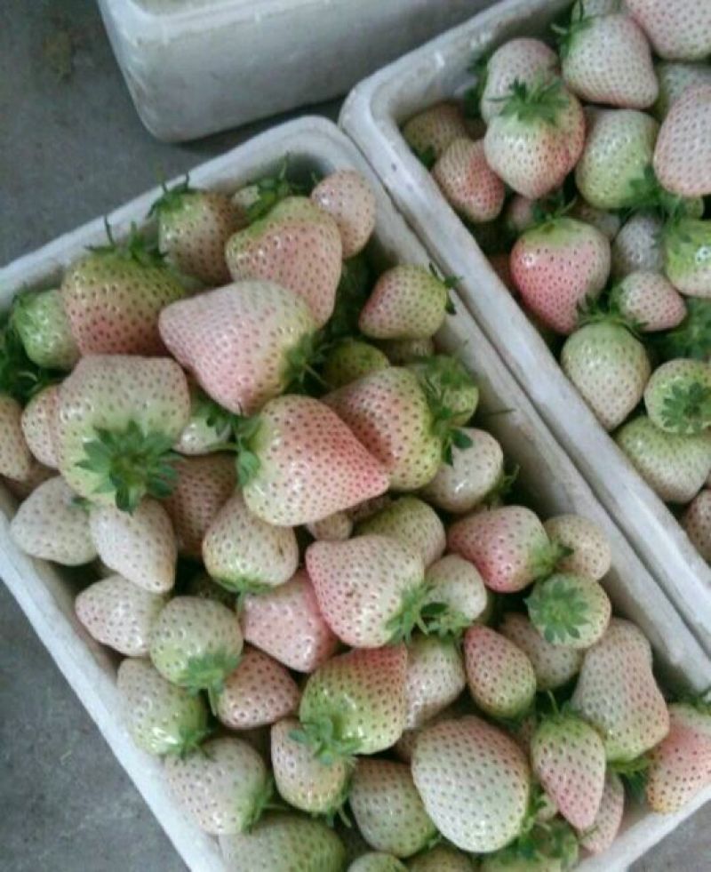 草莓苗白雪公主草莓苗，品种全7