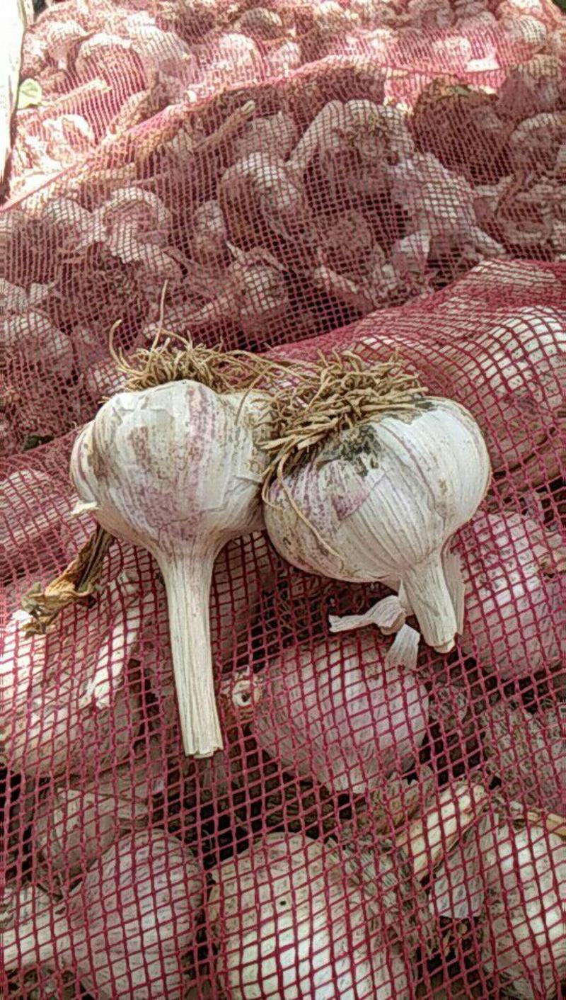 河北馆陶紫皮蒜金磊果蔬大量供应产地杂交大蒜优质鲜蒜