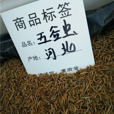 五谷虫