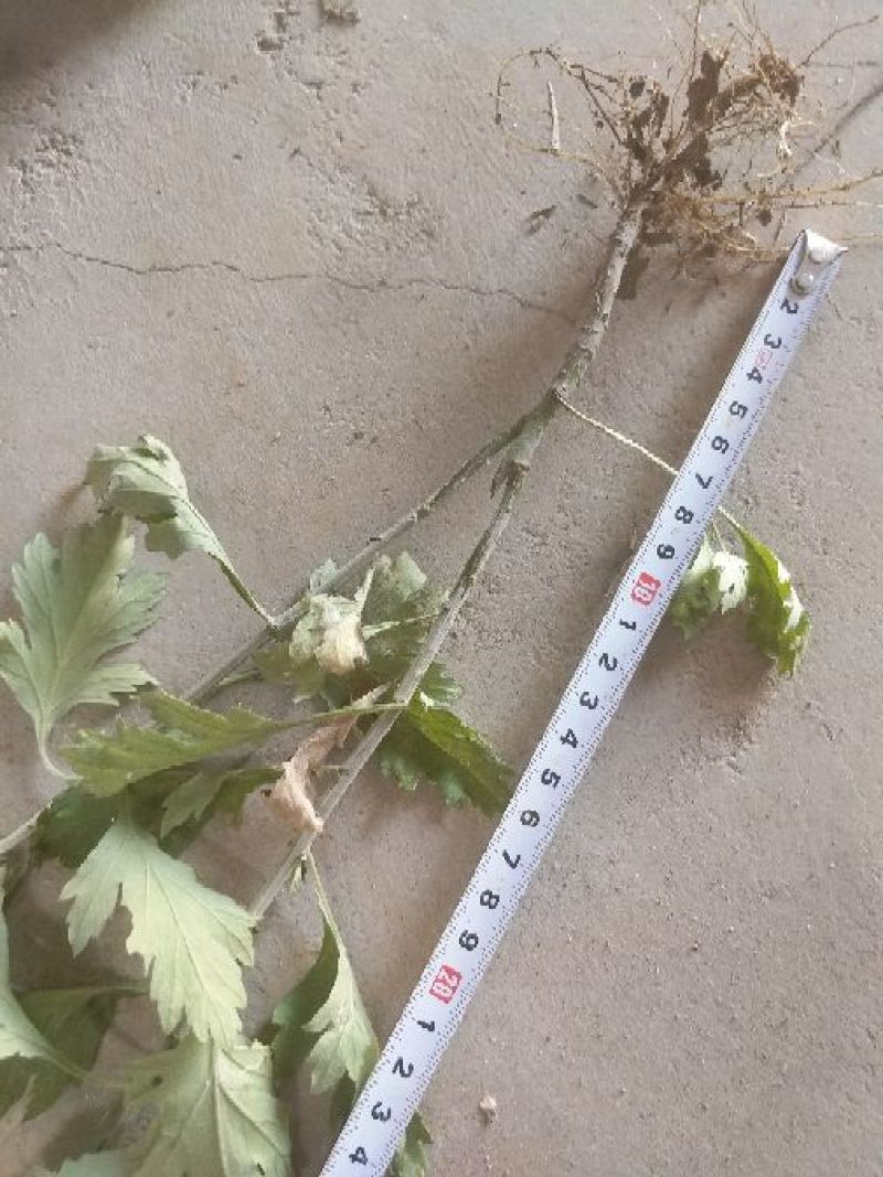 艾草苗艾根艾苗野生艾叶苗可种可药用艾根