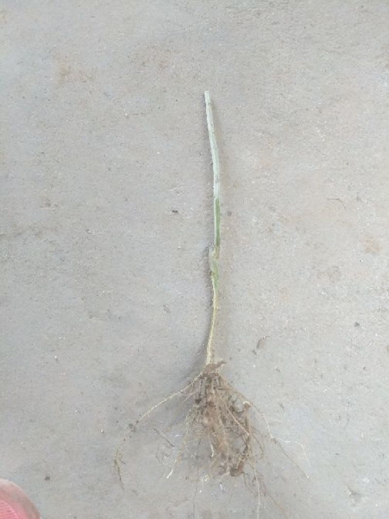 艾草苗艾根艾苗野生艾叶苗可种可药用艾根