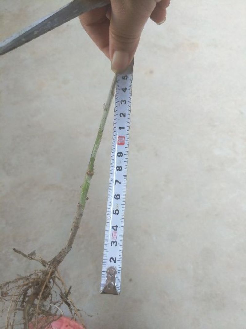 艾草苗艾根艾苗野生艾叶苗可种可药用艾根