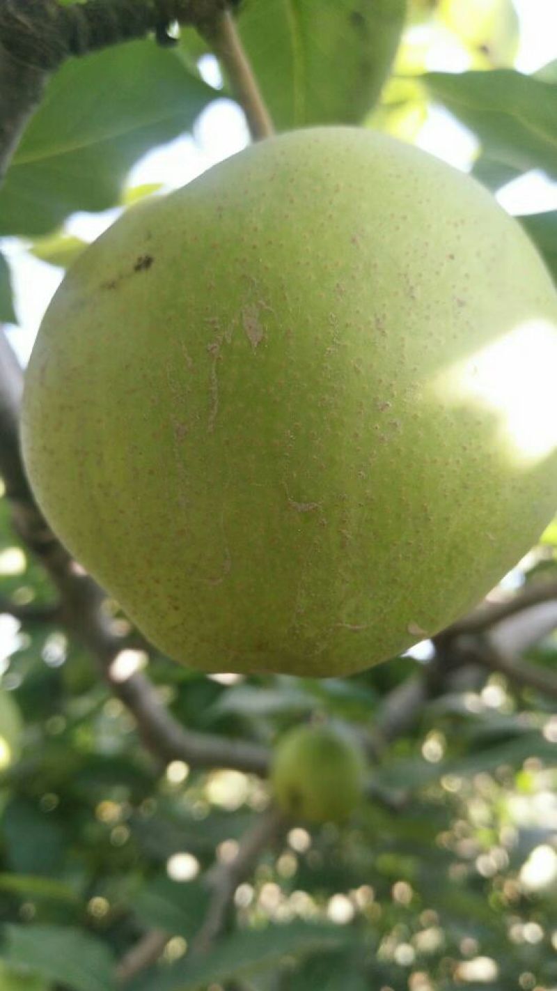 陕西大荔早熟梨大量供应中