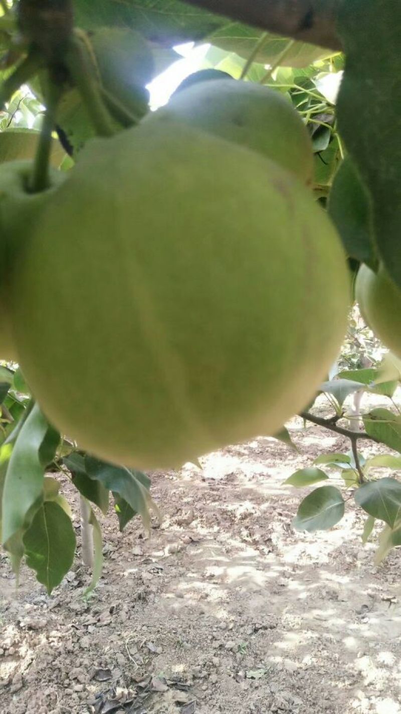 陕西大荔早熟梨大量供应中