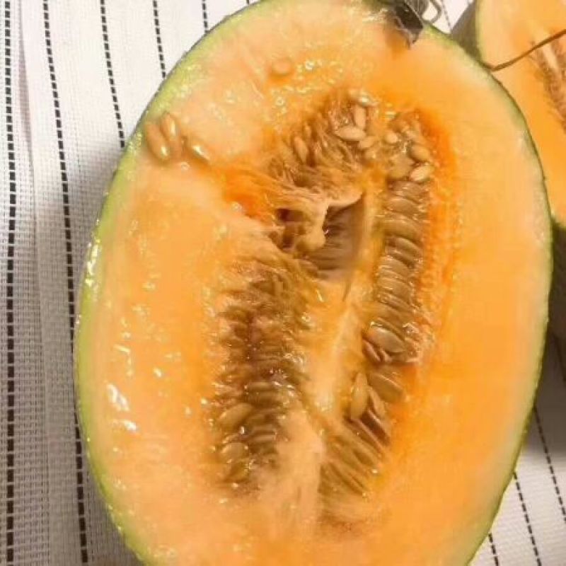 耀龙25号青皮哈密瓜大量货源产地实力代办