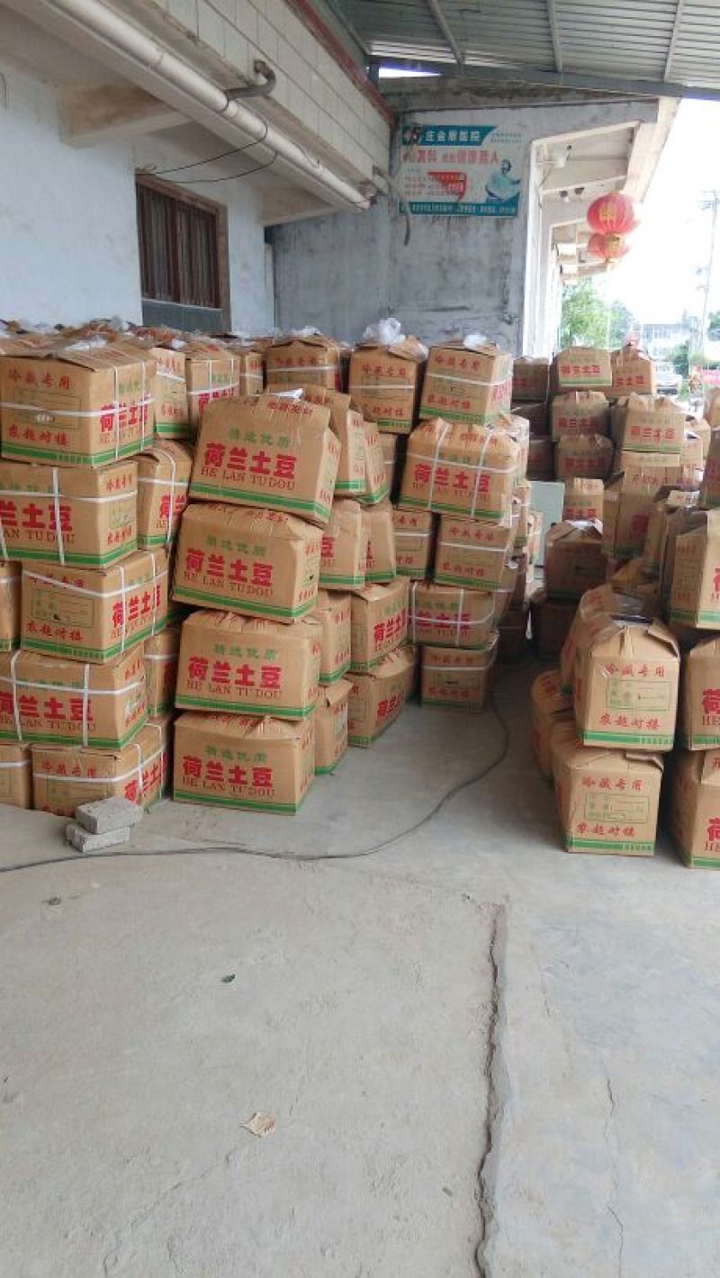 2023新鲜荷兰十五土豆新品上市价格美丽