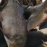 大头鱼