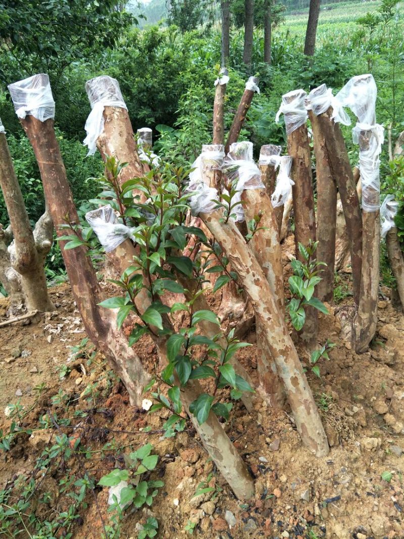 各种各样的紫薇树，带石头的紫薇树桩。