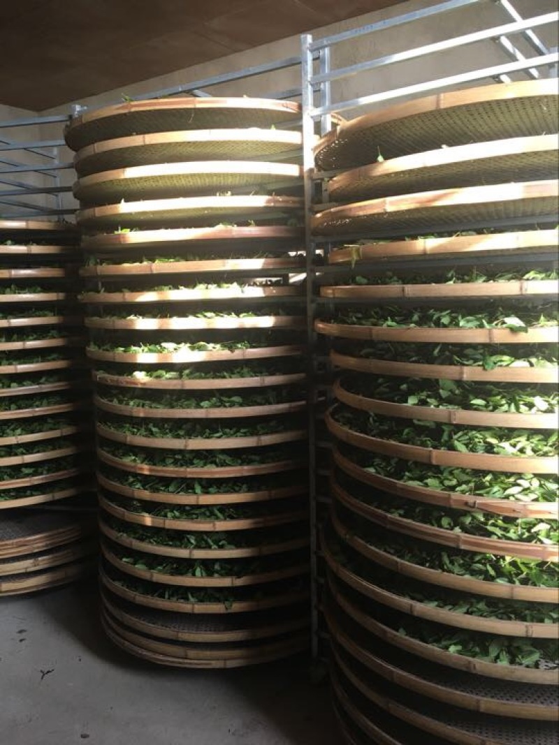 茶农直销铁观音2021新茶特级农家茶