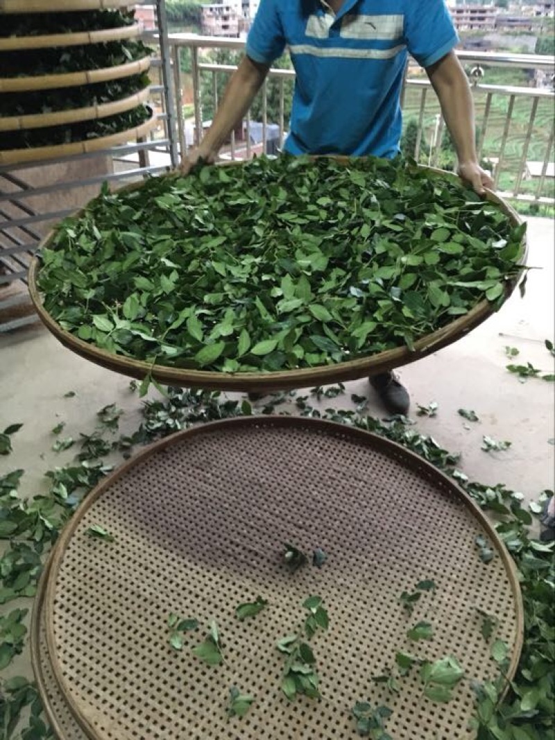 茶农直销铁观音2021新茶特级农家茶