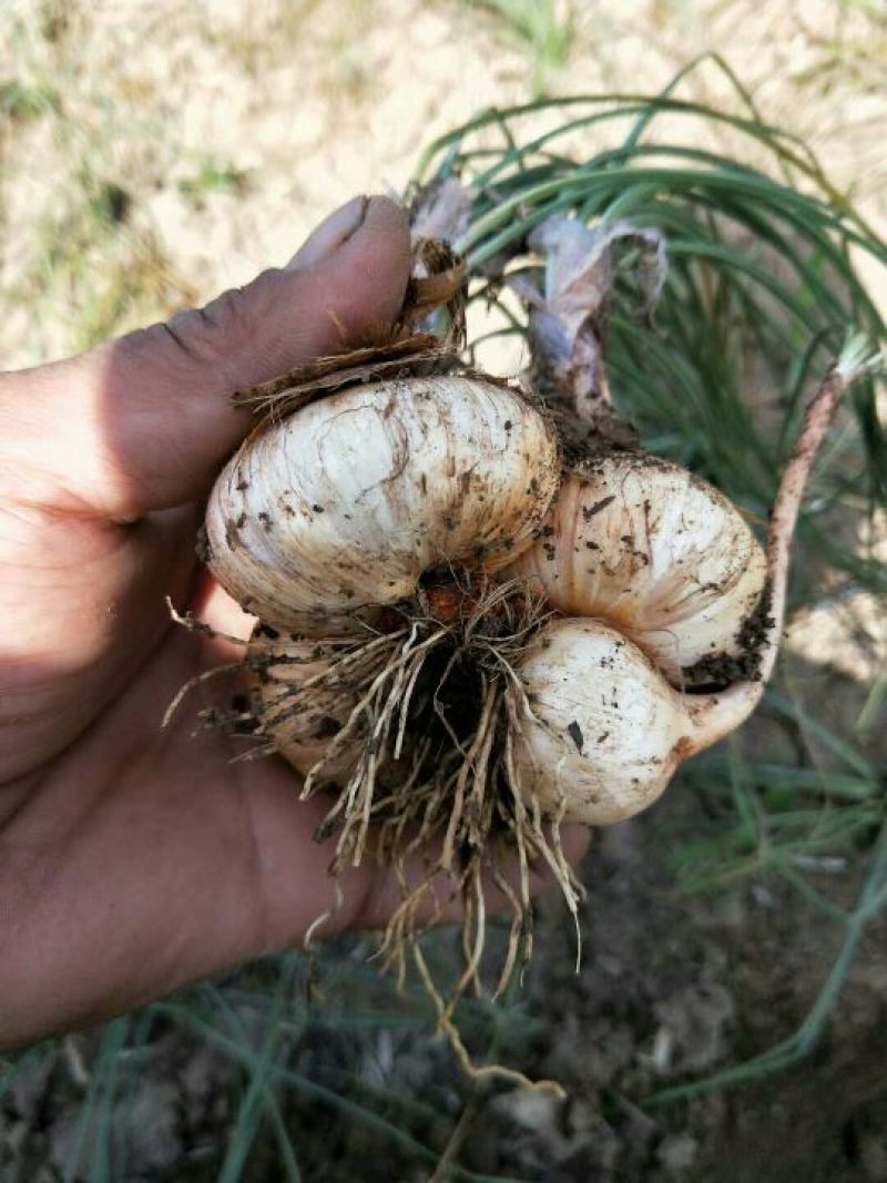 藏红花种球包技术包收丝种球大田室内立体种植节约土地省工