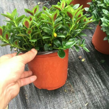 金鱼草