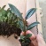 橡皮树黑金刚种苗室内盆栽绿植净化空气美观