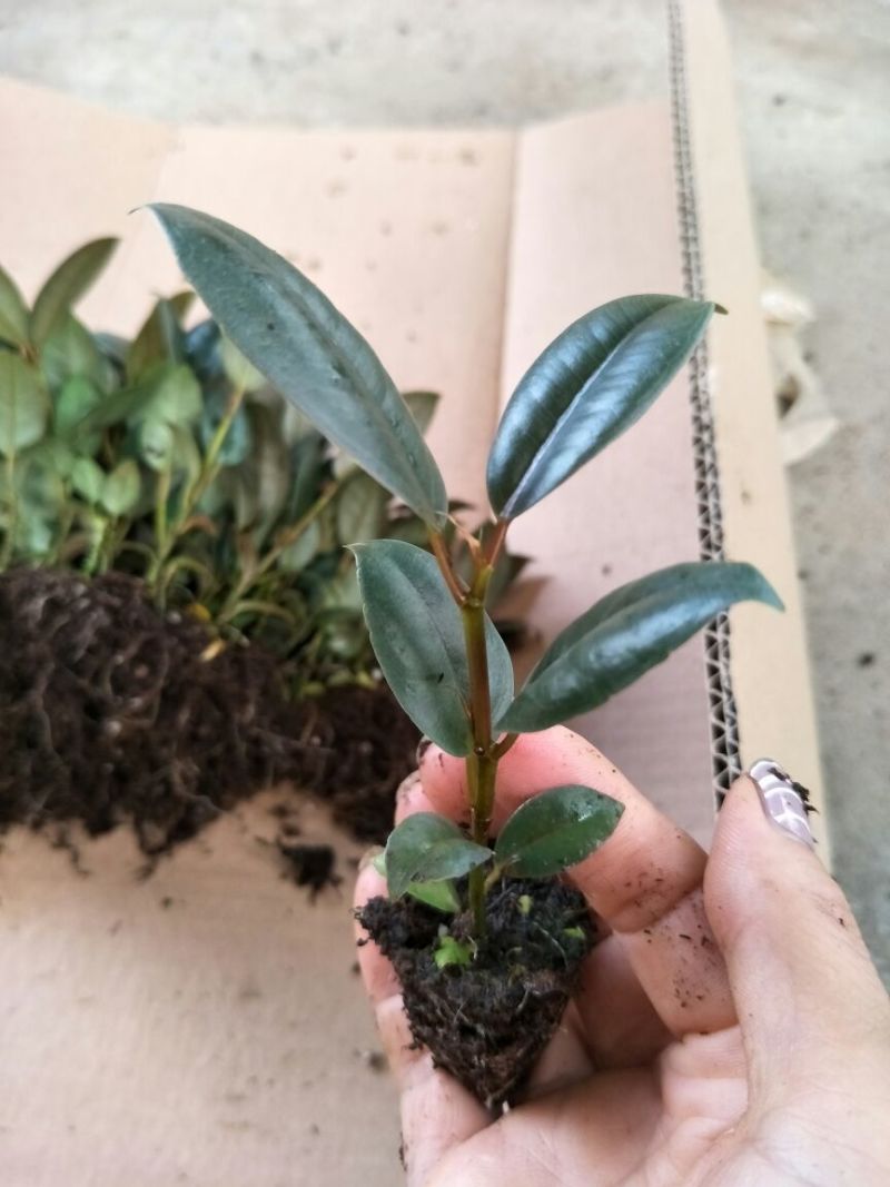橡皮树黑金刚种苗室内盆栽绿植净化空气美观