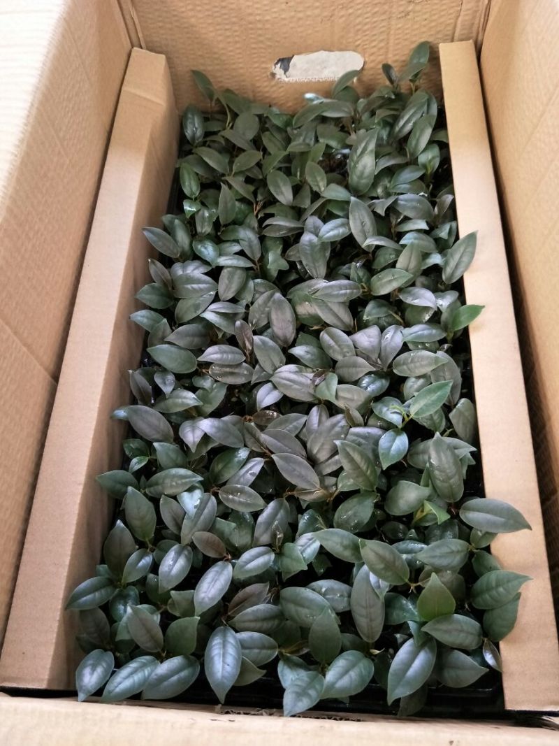 橡皮树黑金刚种苗室内盆栽绿植净化空气美观