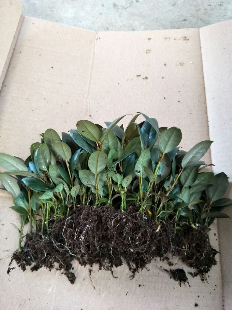 橡皮树黑金刚种苗室内盆栽绿植净化空气美观