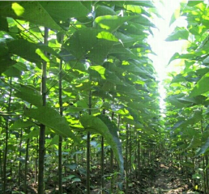 长年大量供应楸树梓树