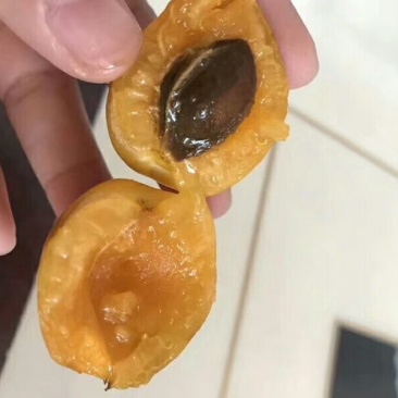 蜂蜜杏