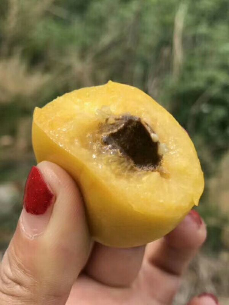 蜂蜜杏