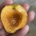 蜂蜜杏