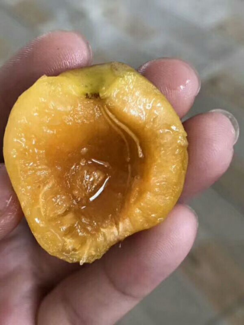 蜂蜜杏